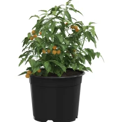 vidaXL Maceta de flores 50 pcs Ø 15 x 12.5 cm Plástico Negro Best